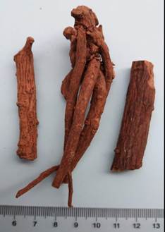 微信图片_山豆根